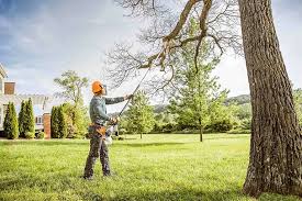 Best Tree Preservation Services  in Mount Gilead, NC