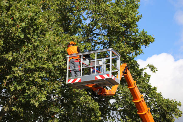 Best Tree Mulching  in Mount Gilead, NC